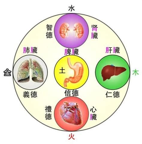 中醫裡面，土是屬於哪一個人的臟腑|五臟六腑